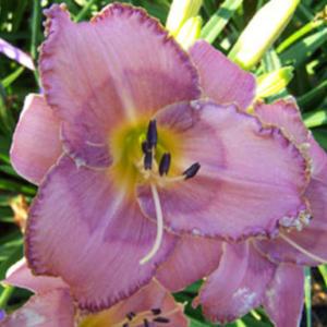 Photo Courtesy of Yost Family Daylily Garden. Used With Permissio