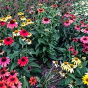 Display of Echinacea 'Cheyenne Spirit' from seeds with excellent 