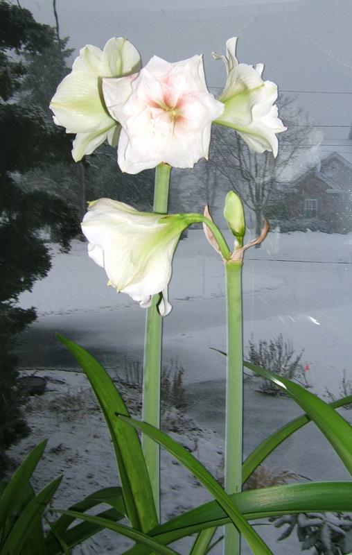 Photo of Amaryllis (Hippeastrum 'Nymph') uploaded by pirl
