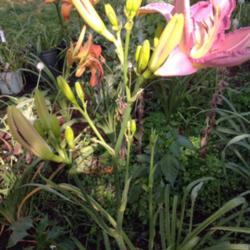 Location: Home garden
Date: 7.31.2014
The branching is impressive. This is the first time blooming for 