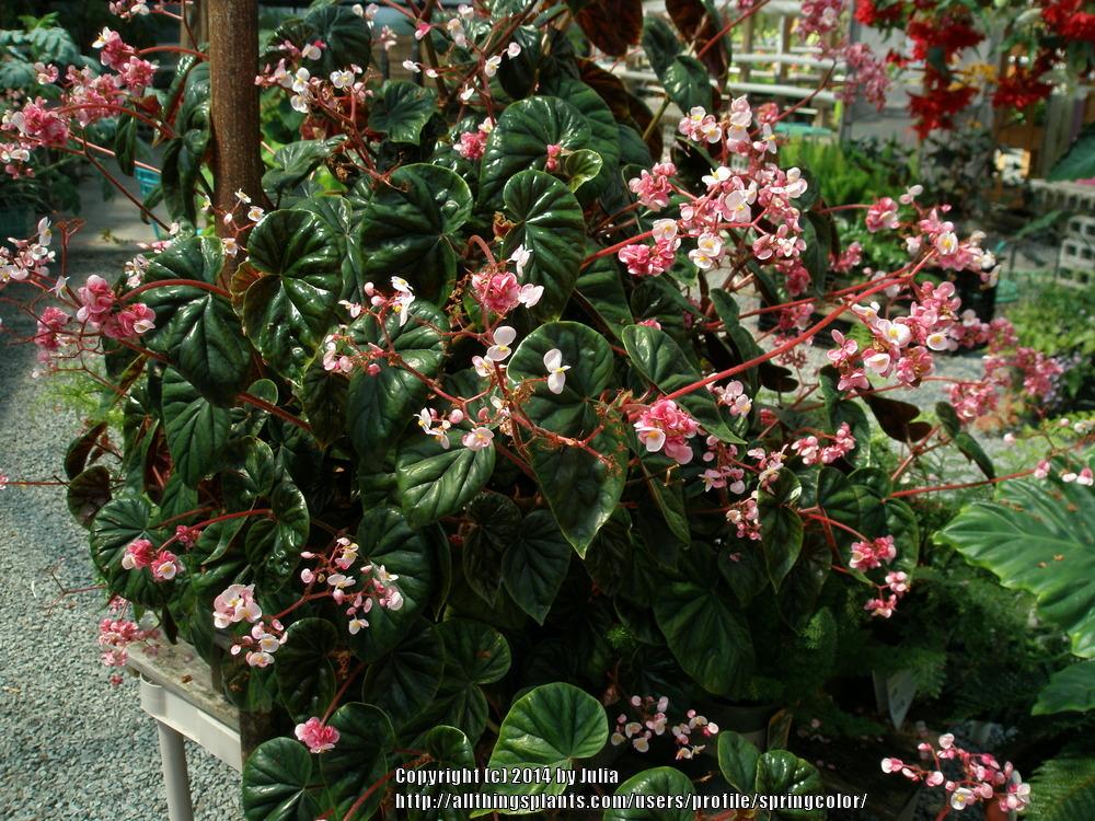 Photo of Begonias (Begonia) uploaded by springcolor
