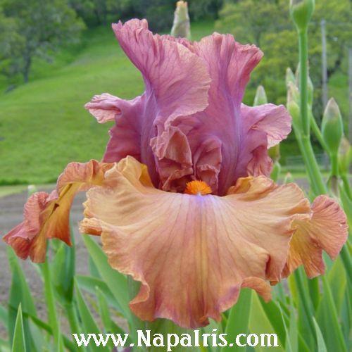 Photo of Tall Bearded Iris (Iris 'Safari Sunset') uploaded by Calif_Sue