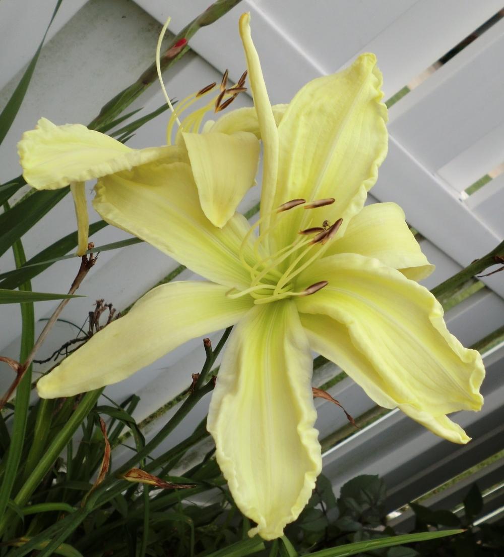 Photo of Daylily (Hemerocallis 'Give Me Eight') uploaded by Ditchlily