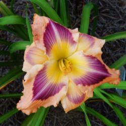 Location: home
Date: 2014-07-31
This is truly a beautiful daylily!  Great eye design and reliable