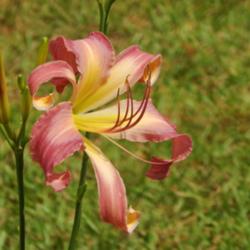 Location: home
Date: 2014-07-31
Beautiful color and form!  Loaded with blooms on a plant that's o