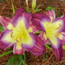 Location: home
Date: 2014-07-21
Very attractive daylily!  Nice watermark with the throat extendin
