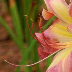 Location: home
Date: 2014-07-31
Beautiful daylily!  Everyone should own this one!