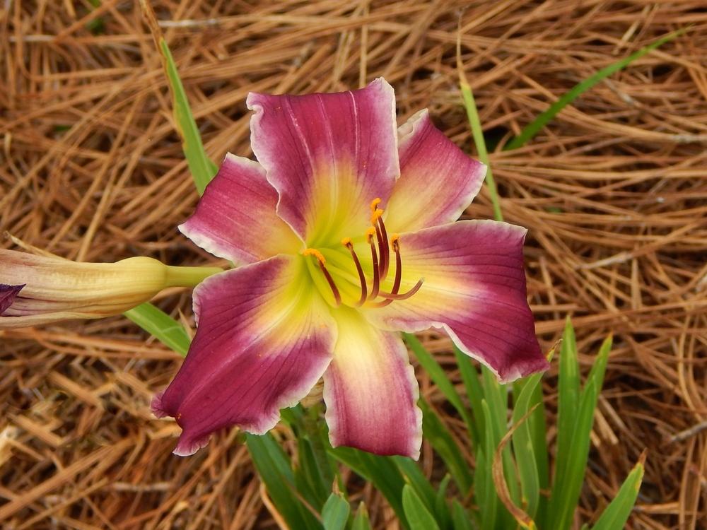 Photo of Daylily (Hemerocallis 'Indian Giver') uploaded by SheilaC