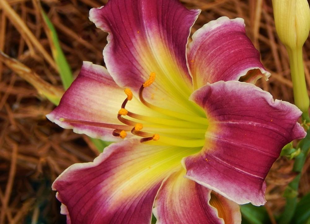Photo of Daylily (Hemerocallis 'Indian Giver') uploaded by SheilaC