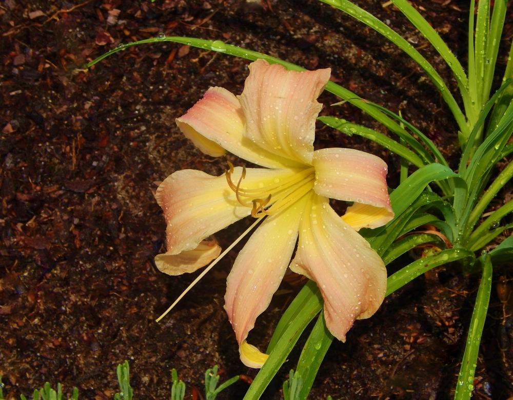 Photo of Daylily (Hemerocallis 'Orchid Corsage') uploaded by SheilaC