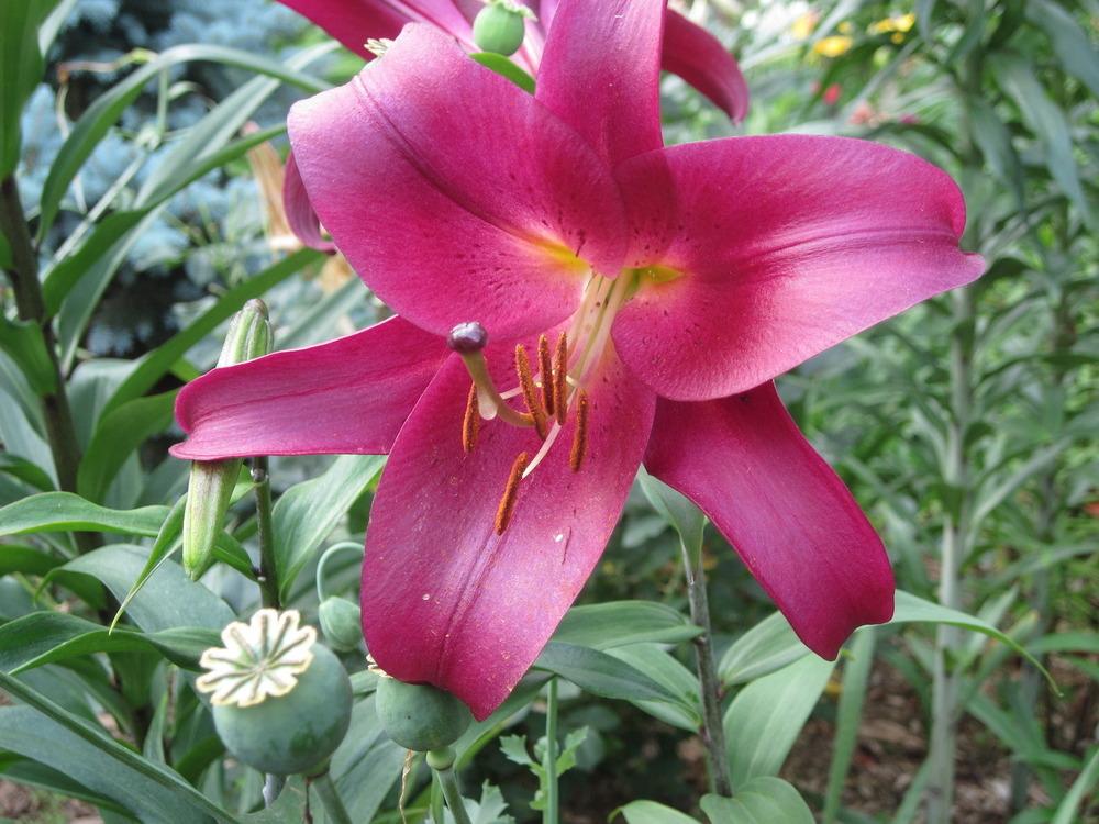 Photo of Lily (Lilium 'Mussasi') uploaded by bearsearch