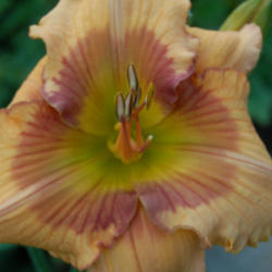 
Photo Courtesy of Natural Selection Daylilies. Used with Permissi