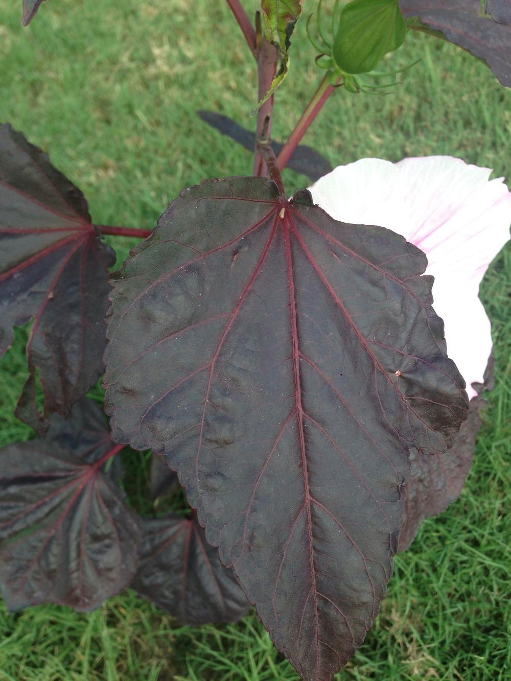 Photo of Hybrid Hardy Hibiscus (Hibiscus Summerific™ Summer Storm) uploaded by clintbrown