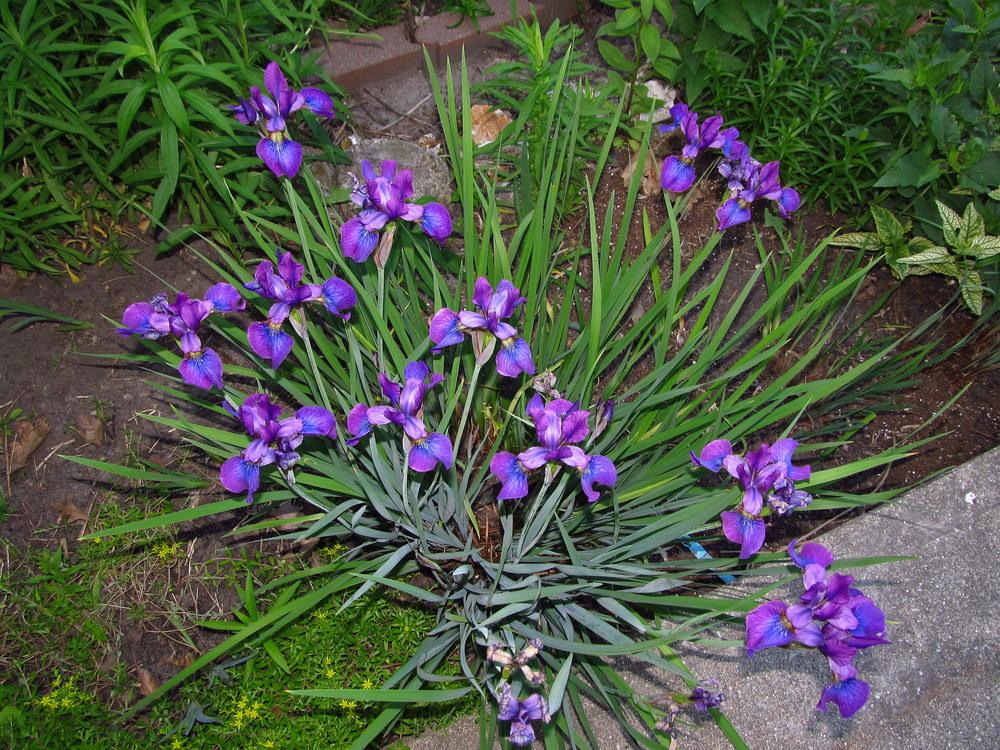 Photo of Irises (Iris) uploaded by jmorth