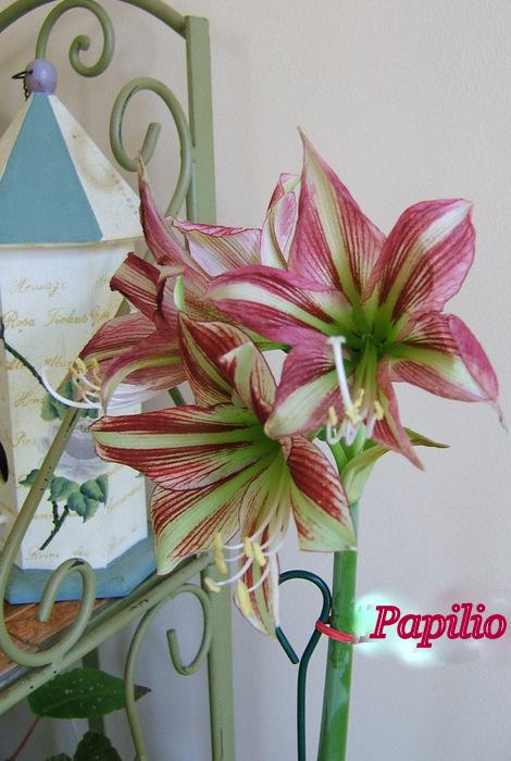 Photo of Butterfly Amaryllis (Hippeastrum papilio) uploaded by pirl
