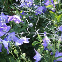 Location: montana grandiflora garden
Date: 2006-0714
Combines very nicely with Russian Sage.