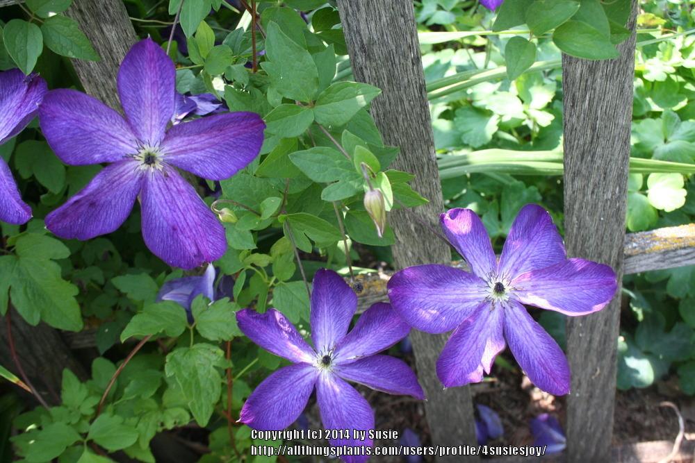 Photo of Clematis (Clematis viticella 'Venosa Violacea') uploaded by 4susiesjoy