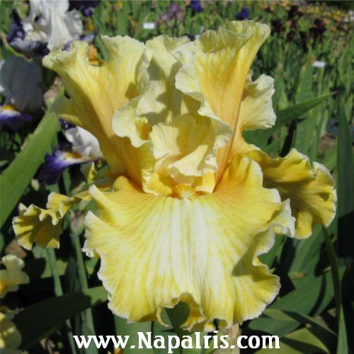 Photo of Tall Bearded Iris (Iris 'Silent Screen Star') uploaded by Calif_Sue