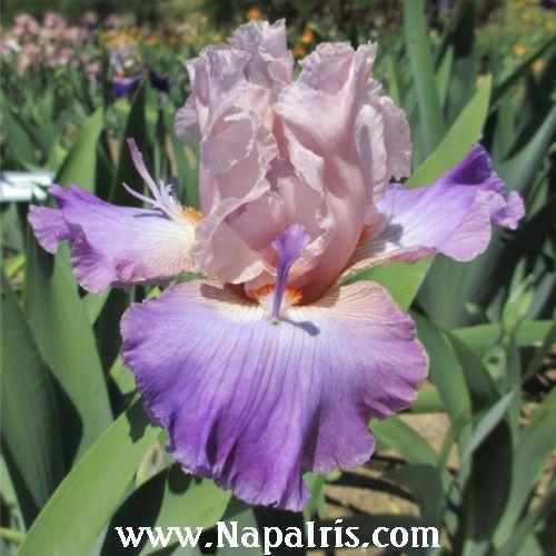 Photo of Tall Bearded Iris (Iris 'Seven of Nine') uploaded by Calif_Sue