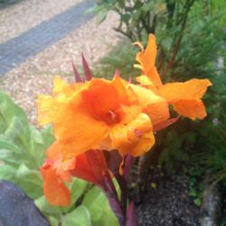 Location: The garden at Sanabria
Date: 2014-08-02
First year with Cannas, very nice flower, though the colour needs