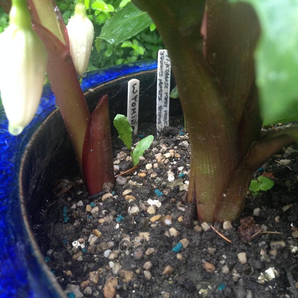 Photo of Canna (Canna x generalis 'Wyoming') uploaded by Cantillon