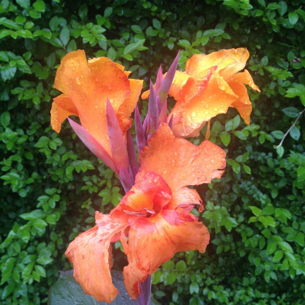 Photo of Canna (Canna x generalis 'Wyoming') uploaded by Cantillon