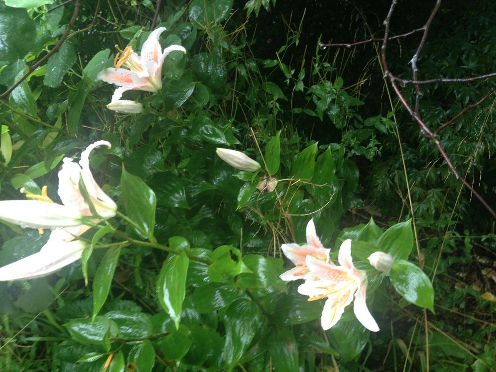 Photo of Lily (Lilium 'Salmon Star') uploaded by Cantillon