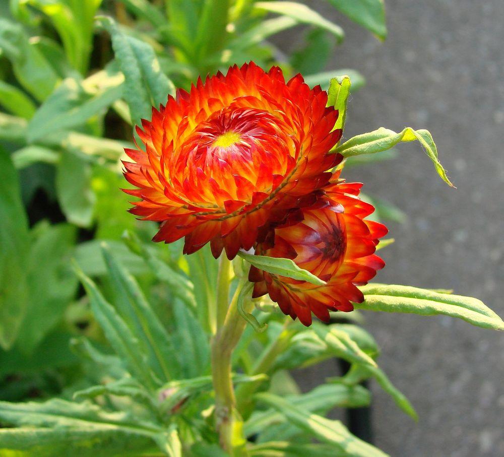 Photo of Strawflower (Xerochrysum bracteatum 'Monster Fireball') uploaded by Joy