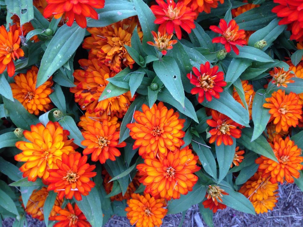 Photo of Zinnia Zahara™ Double Fire uploaded by clintbrown
