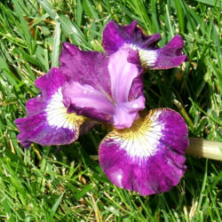 Location: Grass near Belmont garden (fallen scape).
Date: 2012-0605