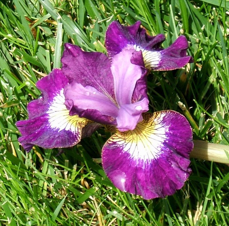 Photo of Siberian Iris (Iris 'Jewelled Crown') uploaded by pirl
