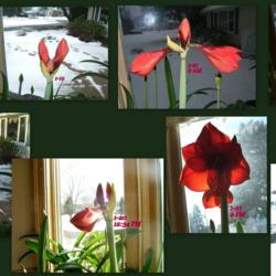 Location: Kitchen window
Date: 2011-0118 TO 0122
Collage showing how the amaryllis opens day by day.