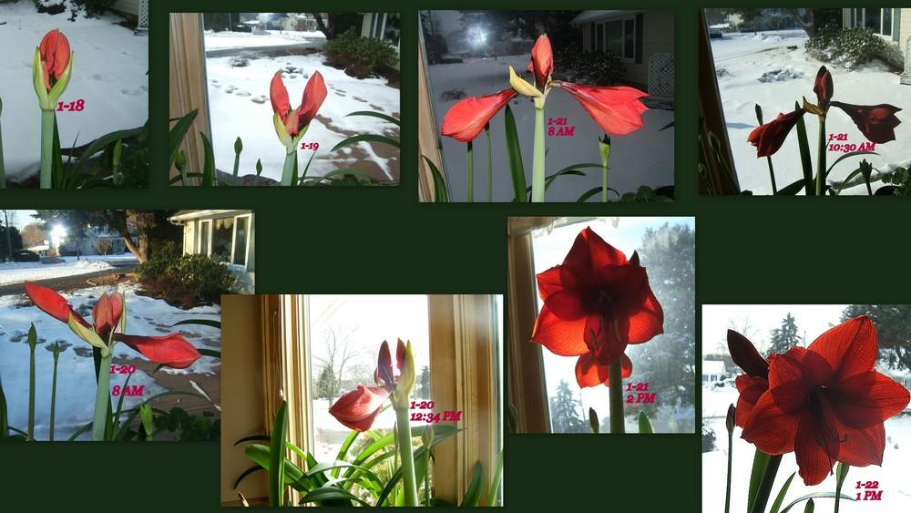 Photo of Amaryllis (Hippeastrum 'Red Lion') uploaded by pirl