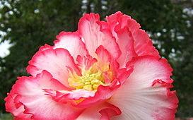 Photo of Tuberous Begonia (Begonia x tuberhybrida 'Picotee White/Pink Edge') uploaded by pirl