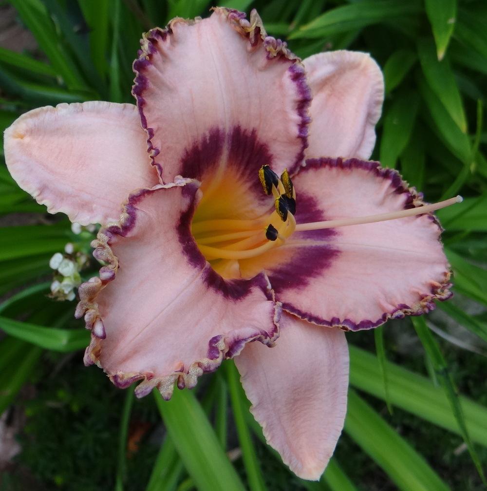 Photo of Daylily (Hemerocallis 'Prickled Petals') uploaded by stilldew