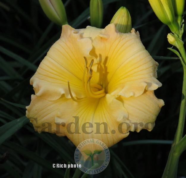 Photo of Daylily (Hemerocallis 'Oriental Opulence') uploaded by Char