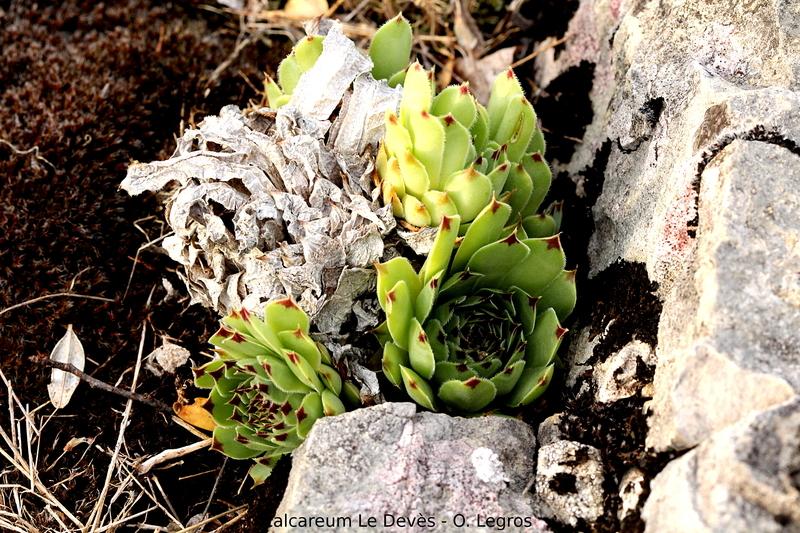 Photo of Hen and Chick (Sempervivum calcareum 'from Remuzat Area') uploaded by Chromaphyto