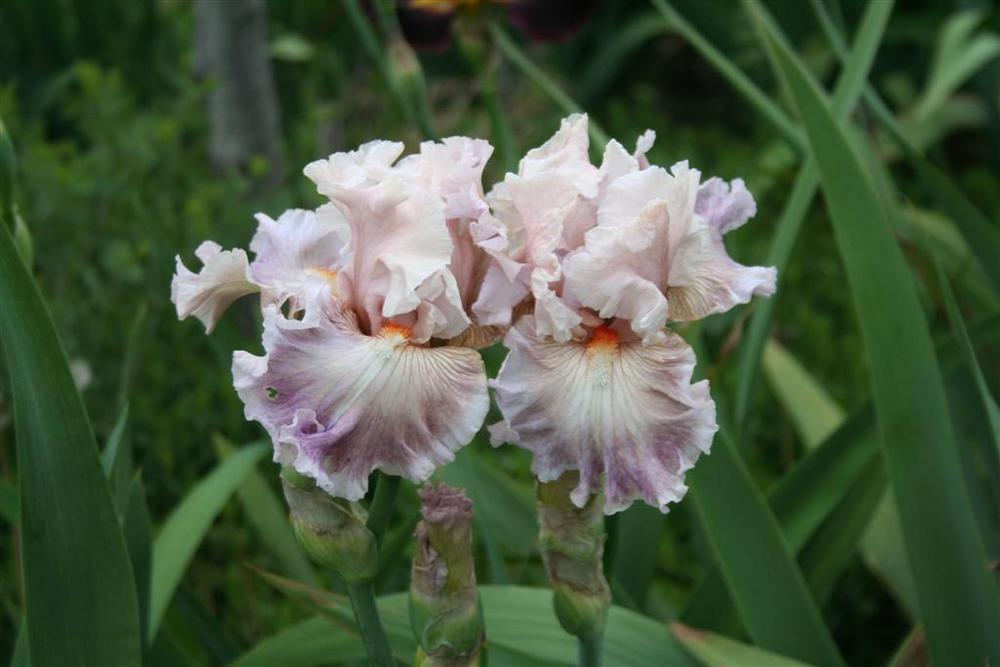 Photo of Tall Bearded Iris (Iris 'Amorous Heart') uploaded by KentPfeiffer