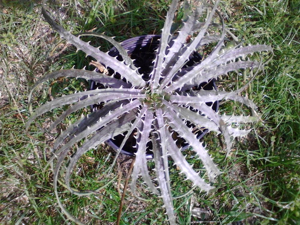 Photo of Bromeliad (Dyckia goehringii) uploaded by cycadjungle