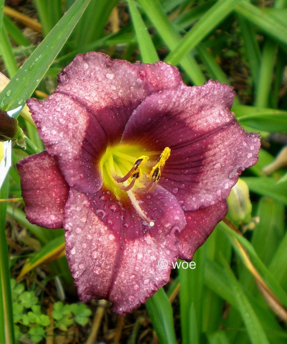Photo of Daylily (Hemerocallis 'Purple Phantom') uploaded by mainstreet