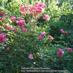 Location: My garden in N E Pa. 
Date: 2007-06-14