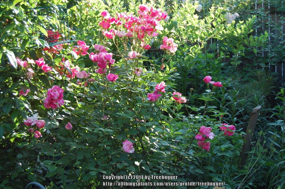 Photo of Rose (Rosa 'Betty Prior') uploaded by treehugger