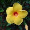 Tropical Hibiscus early morning