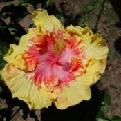 Tropical Hibiscus (Mimosa)