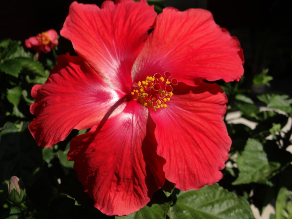 Photo of Hibiscus uploaded by tropicgirl