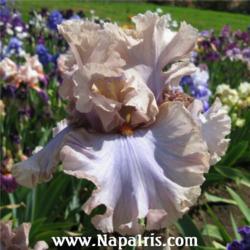 
Date: 2009-05-26
Photo courtesy of Napa Country Iris Garden
