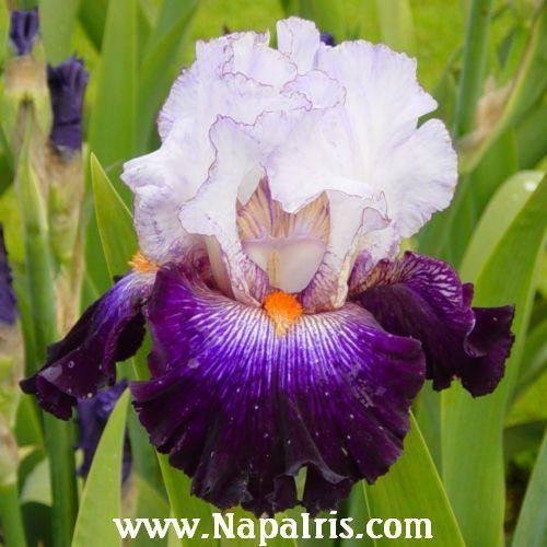 Photo of Tall Bearded Iris (Iris 'Snowed In') uploaded by Calif_Sue