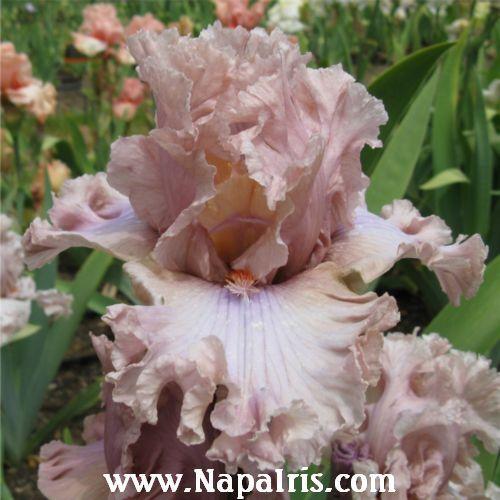 Photo of Tall Bearded Iris (Iris 'Sweetly Sung') uploaded by Calif_Sue