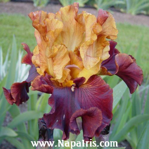 Photo of Tall Bearded Iris (Iris 'Solar Fire') uploaded by Calif_Sue