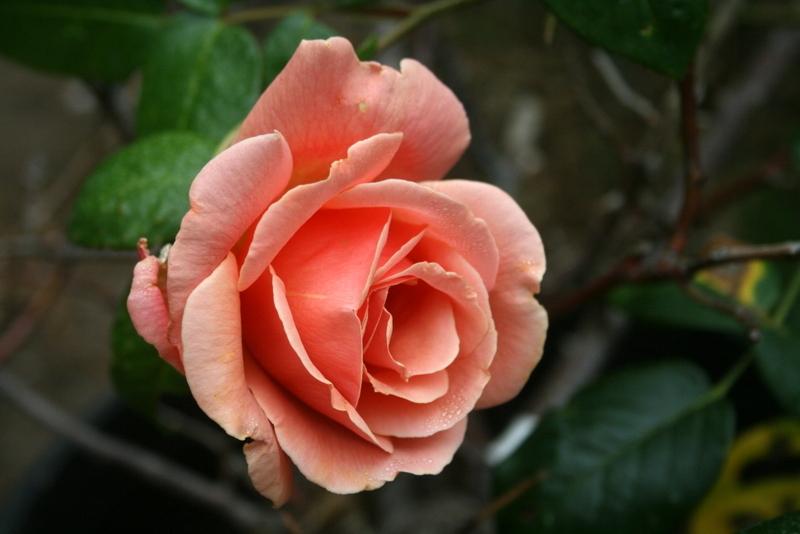 Photo of Rose (Rosa 'Royal Sunset') uploaded by Calif_Sue